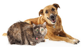Photo of dog and cat